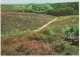 Groeten Uit Hoogersmilde - (Drenthe, Nederland/Holland) - Schelpenpad Over De Heide - Smilde