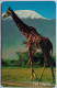 Tanzania 150 Units Chip Card - Giraffe ( Red C/n On Right Above  The Chip  ) - Tansania