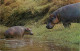 Postcard Animal Hippo Hippopotamuses - Nijlpaarden