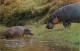 Postcard Animal Hippo Hippopotamuses - Flusspferde