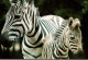 Les Zebres - Zebra's