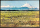 New Zealand Grazing Sheep, Tongariro National Park Mt. Ngauruhoe With Snow - Nouvelle-Zélande