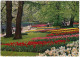 Keukenhof Lisse  - Bloembollen - (Holland) - Zwiebelblumen/Bulbs/Bulbes - Lisse