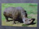 White Rhino - KIEV ZOO -  From Modern Ukrainian Postcard Set 1990s - Rhinocéros