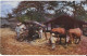 SAN SALVADOR .  PRIMITIVE  SUGAR CANE GRINDING  IN EL SAVADOR - El Salvador