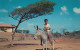 Curacao - Boy Riding A Donkey , Dividivi Tree Old Postcard - Curaçao