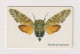 SOUTH  AFRICA - Cicada Chip Phonecard - South Africa