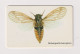 SOUTH  AFRICA - Cicada Chip Phonecard - Sudafrica