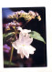 Carte Postale 70 Cavalier Vue Fleur - Postales