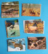 ANIMAUX FAUNE FLORE LOT 220 CARTES POSTALES MODERNES ET SEMI MODERNES - Collections & Lots