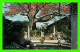 CLEARWATER, FL - KAPOK TREE INN - THE KAPOK TREE BLOOMS IF FEBRUARY - ACTION COLOR PRODUCTIONS - - Clearwater