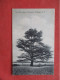 The Old Cedar Of Lebanon. Flushing Long Island - New York > Long Island       Ref 6329 - Long Island