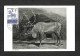 FINLANDE - FINLAND - SUOMI - Carte MAXIMUM 1957 - Reindeer (Rangifer Tarandus) - Cartes-maximum (CM)
