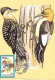 Rumania - Maximum Card 1992 :  Red-headed Woodpecker  -  Melanerpes Erythrocephalus - Piciformes (pájaros Carpinteros)