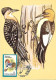 Rumania - Maximum Card 1992 :  Red-headed Woodpecker  -  Melanerpes Erythrocephalus - Spechten En Klimvogels