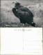 Ansichtskarte Südwest-Afrika Namibia Kuttengeier 1970 - Namibie