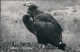 Ansichtskarte Südwest-Afrika Namibia Kuttengeier 1970 - Namibia