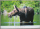 CANADA COW MOOSE BAXTER STATE PARK KARTE CARD CARTE POSTALE POSTKARTE POSTCARD ANSICHTSKARTE CARTE POSTALE CARTOLINA - Calgary