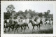 13 POSTCARDS SET REAL FOTO POSTCARD SIZE PROVA HIPISMO LOURENÇO MARQUES MOÇAMBIQUE MOZAMBIQUE HORSE AFRICA AFRIQUE PHOTO - Mosambik