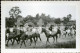 13 POSTCARDS SET REAL FOTO POSTCARD SIZE PROVA HIPISMO LOURENÇO MARQUES MOÇAMBIQUE MOZAMBIQUE HORSE AFRICA AFRIQUE PHOTO - Mozambique