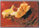 Postcardbook SHOES - 1998 - 28 IMAGES That Skip, Stride, And Strut Through SHOE HISTORY - Mode