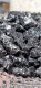 Delcampe - Shungite Elite Naturale 100gr Carelia Russia - Mineralien