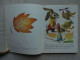 Ancien - Un Petit Livre D'Or Couac Le Canard Et Ses Amis Ed. Cocorico 1950 - Disney