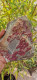 Delcampe - Eritrite Cristalli Su Piastra Peso 1 Kg Da Museo Provenienza Marocco - Mineralien