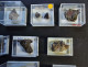 Small Collection Eifel Minerals 12 Specimen - ( Nickenicher Sattel - Emmelberg ) -  Germany - 12 Boxes - Minéraux