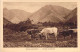 Nouvelle Calédonie  - Paysage Caledonien - Betail - Carte Postale Ancienne - Nuova Caledonia