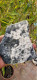 Aragonite Aghiforme In Ciuffi 14x12  Cm Colli Piacentini Monte Tre Abati Coli Piacenza Emilia Romagna Italia  C - Minéraux