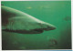 Australia VICTORIA VIC Sharks Rose Series No.1366 Postcard C1970s - Other & Unclassified