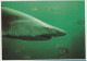 Australia VICTORIA VIC Sharks Rose Series No.1366 Postcard C1970s - Altri & Non Classificati