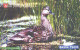 Russia:Used Phonecard, Uralsvjazinform, 200 Units, Ural Fauna, Bird, Anas Plathyrhynchos, 2004 - Russie