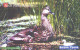 Russia:Used Phonecard, Uralsvjazinform, 150 Units, Ural Fauna, Bird, Anas Plathyrhynchos, 2004 - Russia