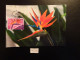 FRANCE 2024 1,29 EURO " OISEAU DE PARADIS " OBLITÉRATION 1ER JOUR 09.02.24 CARTE POSTALE F.D.C. FLEURS TROPICALES - 2020-…