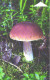 Belarus:Used Phonecard, Beltelekom, 180 Units, Mushroom, Boletus Edulis, 2005 - Belarús