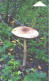Belarus:Used Phonecard, Beltelekom, 180 Units, Mushroom, Lepiota, 2005 - Belarus