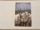 JORDAN-(JO-ALO-0035A)-Ostrich & Arabian Oryx-(147)-(1001-387793)-(1JD)-(12/2000)-used Card+1card Prepiad Free - Jordan