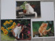 Petit Calendrier De Poche Lot 3 Calendriers 2006 Chat Chaton - Petit Format : 2001-...