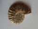 Delcampe - Lot De Une Ammonite Cristallisée 4,6 Cm Et 3 Lapis Lazuli Prêts à Sertir - Fossils