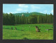 Kemmelberg Mont Kemmel Foto Prentkaart Photo Carte Heuvelland Htje - Heuvelland