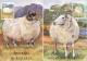 Ireland Maximum Cards 3-9-1991 Fauna & Flora SHEEPS Complete Set Of 3 - Tarjetas – Máxima