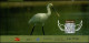 India 2024 World Wetlands Day Ramsar Site-Karaivetti Bird Sanctuary,Bird,Ibises And Spoon Bills ,Special Cover (**) Inde - Covers & Documents