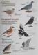 Natuurpunt Kijkkaart Tuinvogels Spechten, Boomklauteraars, Duiven, Mezen, Kraaiachtigen, Sperwer, Kleine Zangvogels - Schulbücher
