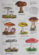 Natuurpunt Kijkkaart Paddenstoelen - School