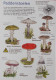 Delcampe - Natuurpunt Kijkkaart Paddenstoelen - Scolaire