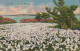 BX43.   Vintage Postcard.   Lily Field In Bloom, Bermuda. - Bermudes
