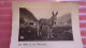 ANE LES HOTES DE NOS MONTAGNES 1959 EDY MAITRE ALIBORON - Donkeys
