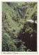 Postcard Shanklin Chine Isle Of Wight My Ref B26342 - Shanklin